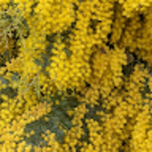 Meet your Posher, Jolene